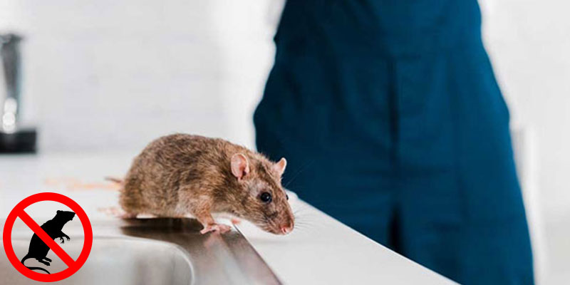 Mice & Rodent Control in Truganina